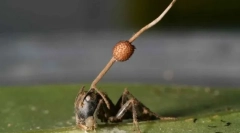 Zombie huby sa ukázala byť oveľa nebezpečnejšie ako vedci verili