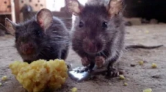 Zvuky scrking hlodavcov